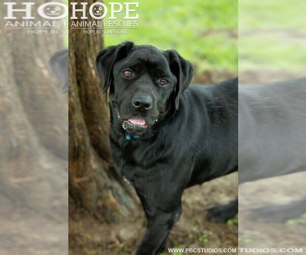 Medium Photo #1 Mutt Puppy For Sale in Godfrey, IL, USA