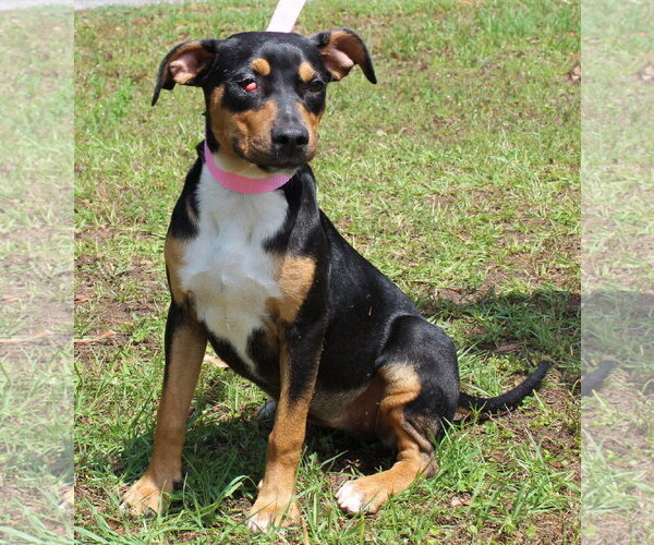 Medium Photo #2 Mutt Puppy For Sale in Prattville, AL, USA