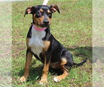Small #1 Mutt