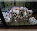 Small Photo #4 Maltipoo Puppy For Sale in SACRAMENTO, CA, USA
