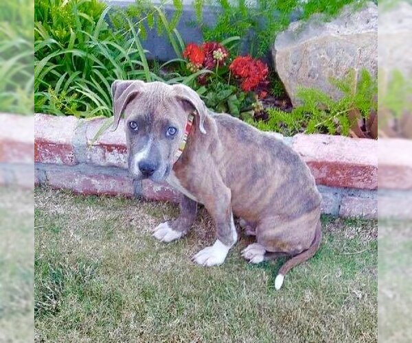 Medium Photo #5 American Staffordshire Terrier Puppy For Sale in San Diego, CA, USA