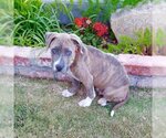 Small #4 American Staffordshire Terrier