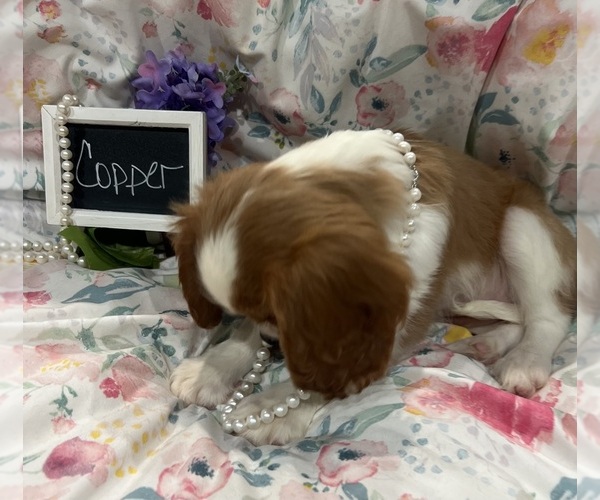Medium Photo #8 Cavalier King Charles Spaniel Puppy For Sale in ABILENE, TX, USA