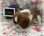 Small #7 Cavalier King Charles Spaniel