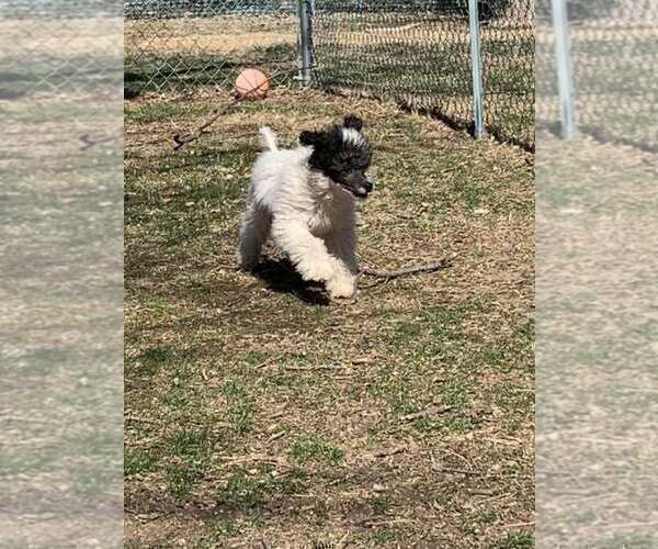 Medium Photo #4 Poodle (Miniature) Puppy For Sale in HADDAM, KS, USA