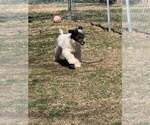 Small #3 Poodle (Miniature)