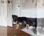 Small #1 Shepradors