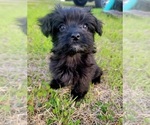 Small Photo #7 YorkiePoo Puppy For Sale in MACON, GA, USA