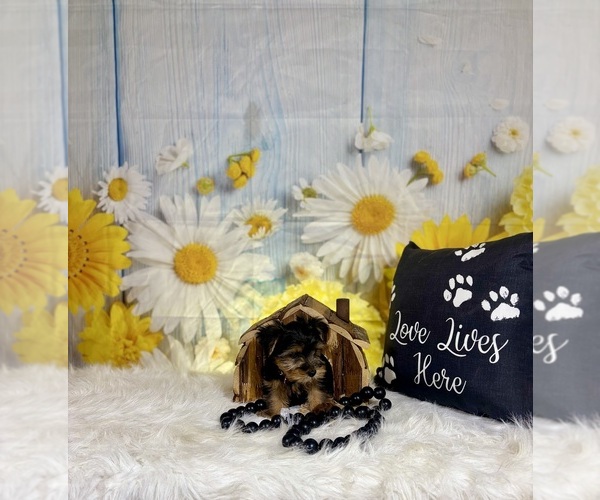 Medium Photo #4 Yorkshire Terrier Puppy For Sale in RIPLEY, MS, USA