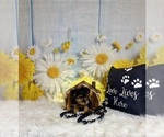 Small #3 Yorkshire Terrier