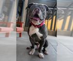 Small #1 American Pit Bull Terrier