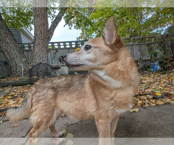 Medium Photo #6 Chihuahua-Unknown Mix Puppy For Sale in Farmington, MN, USA