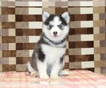 Small #3 Pomsky