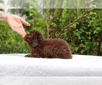 Small #15 ShihPoo