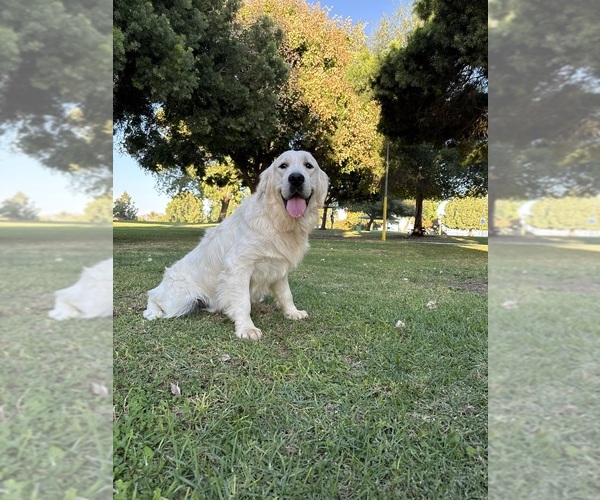 Medium Photo #1 English Cream Golden Retriever Puppy For Sale in MORENO VALLEY, CA, USA