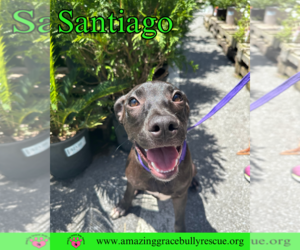 Santiago - Male Labrador Retriever-Unknown Mix Dog for Adoption - Photo #9