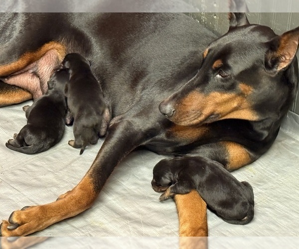 Medium Photo #2 Doberman Pinscher Puppy For Sale in NEWTON, NC, USA