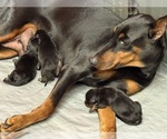 Small #1 Doberman Pinscher