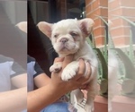 Small #7 French Bulldog