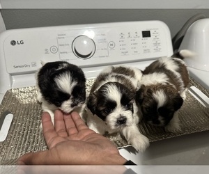 Shih Tzu Puppy for sale in INDIO, CA, USA