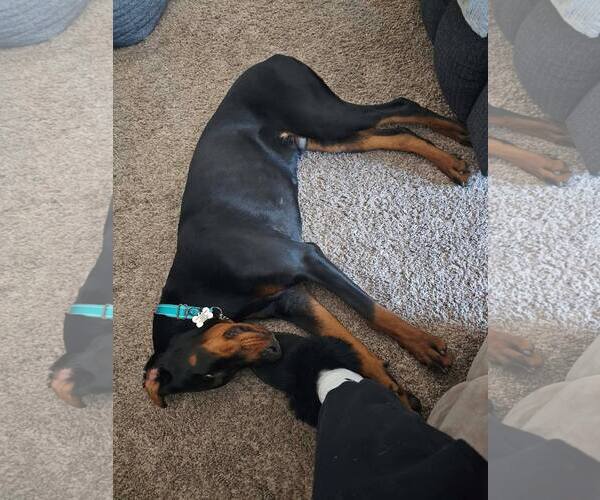 Medium Photo #3 Doberman Pinscher Puppy For Sale in Buffalo, MN, USA
