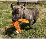 Small #6 Labrador Retriever-Plott Hound Mix
