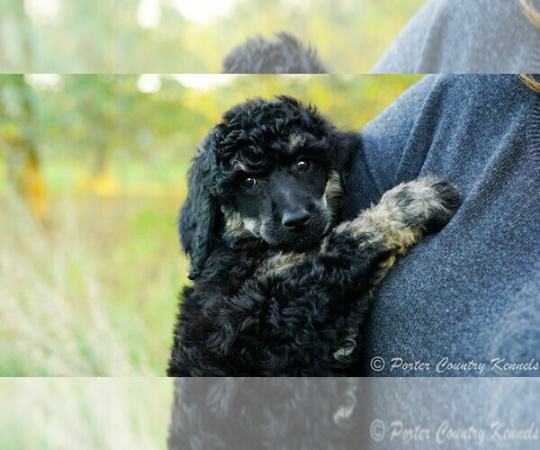 Medium Photo #2 Poodle (Standard) Puppy For Sale in KARLSTAD, MN, USA
