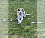 Small #3 Border Collie Mix