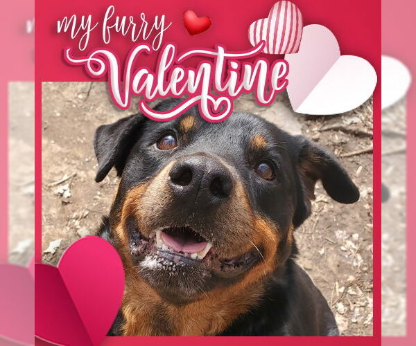 Medium Photo #9 Rottweiler Puppy For Sale in Rockaway, NJ, USA