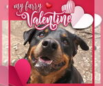 Small #8 Rottweiler