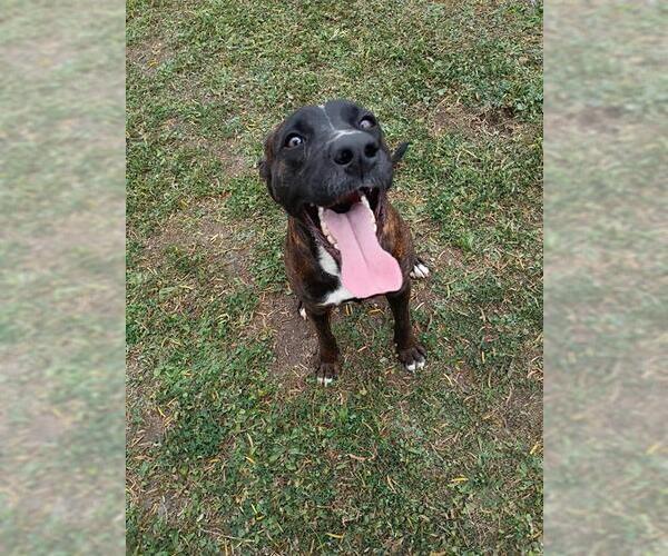 Medium Photo #2 Labrador Retriever-Unknown Mix Puppy For Sale in Corpus Christi, TX, USA