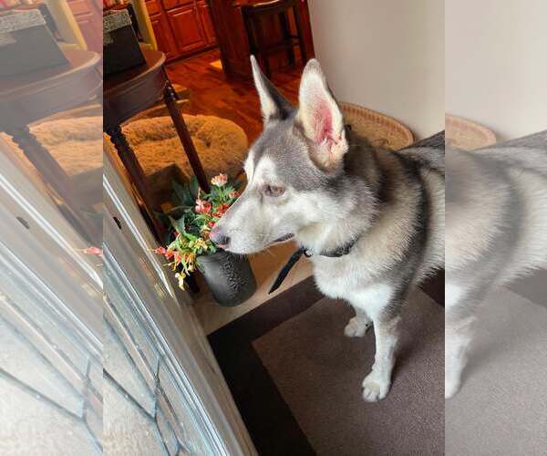 Medium Photo #2 Mutt Puppy For Sale in Shelburne, VT, USA