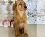 Small Photo #2 Golden Retriever Puppy For Sale in AMITY, AR, USA