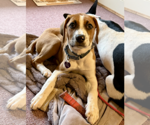 SAVANNAH'S LITTER: KALEKI - Female Labbe Dog for Adoption - Photo #3