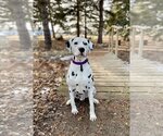 Small Photo #6 Dalmatian Puppy For Sale in Fargo, ND, USA