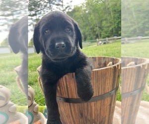 Labrador Retriever Puppy for sale in NEOLA, WV, USA