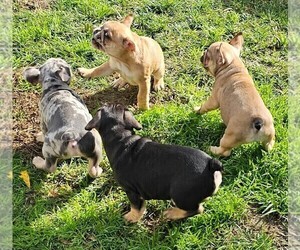 French Bulldog Puppy for Sale in CHINO HILLS, California USA