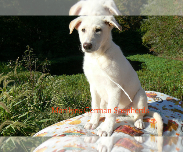 Medium Photo #3 German Shepherd Dog Puppy For Sale in PIEDMONT, MO, USA