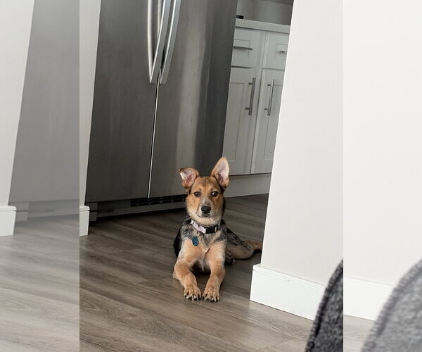 Medium Photo #1 German Shepherd Dog-Unknown Mix Puppy For Sale in San Diego, CA, USA