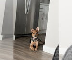 Hazel - Female German Shepherd Dog-Unknown Mix Dog for Adoption - Small photo
