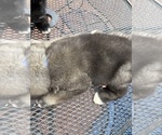 Small #5 Akita