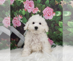 Puppy 13 Poodle (Toy)