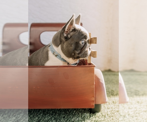Medium Photo #2 French Bulldog Puppy For Sale in CAPE CORAL, FL, USA