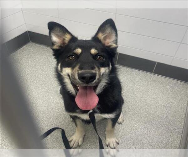 Medium Photo #1 Gerberian Shepsky Puppy For Sale in Fort Collins, CO, USA