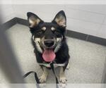 Small Gerberian Shepsky