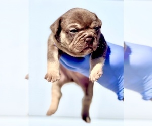 French Bulldog Puppy for sale in NASHVILLE, TN, USA