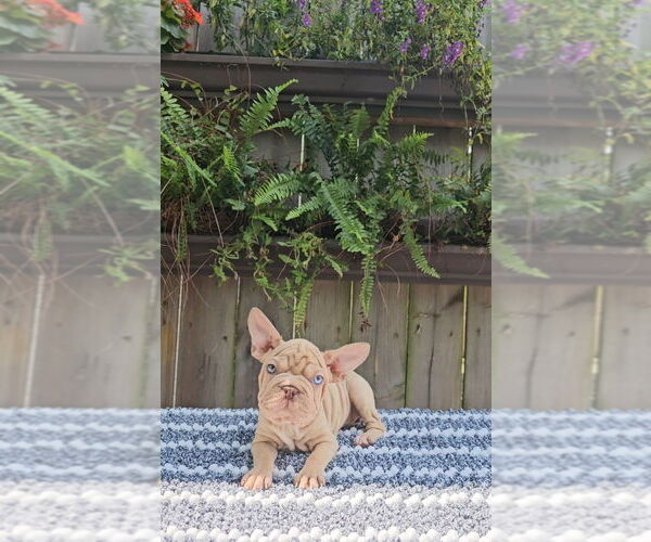 Medium Photo #1 Faux Frenchbo Bulldog-French Bulldog Mix Puppy For Sale in INDIANAPOLIS, IN, USA