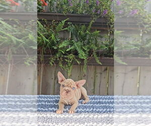 Faux Frenchbo Bulldog-French Bulldog Mix Puppy for Sale in INDIANAPOLIS, Indiana USA
