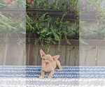Small Faux Frenchbo Bulldog-French Bulldog Mix