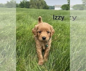 Goldendoodle (Miniature) Puppy for sale in FREDERICKSBG, OH, USA